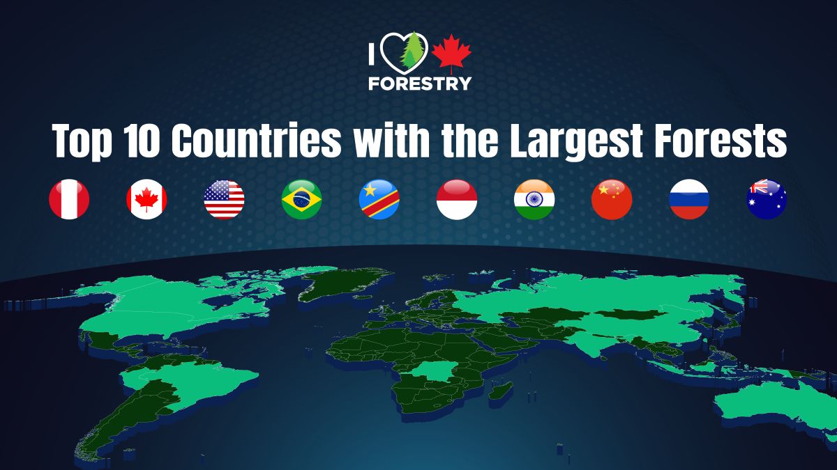 What Countries Have the Largest Forests in the World?