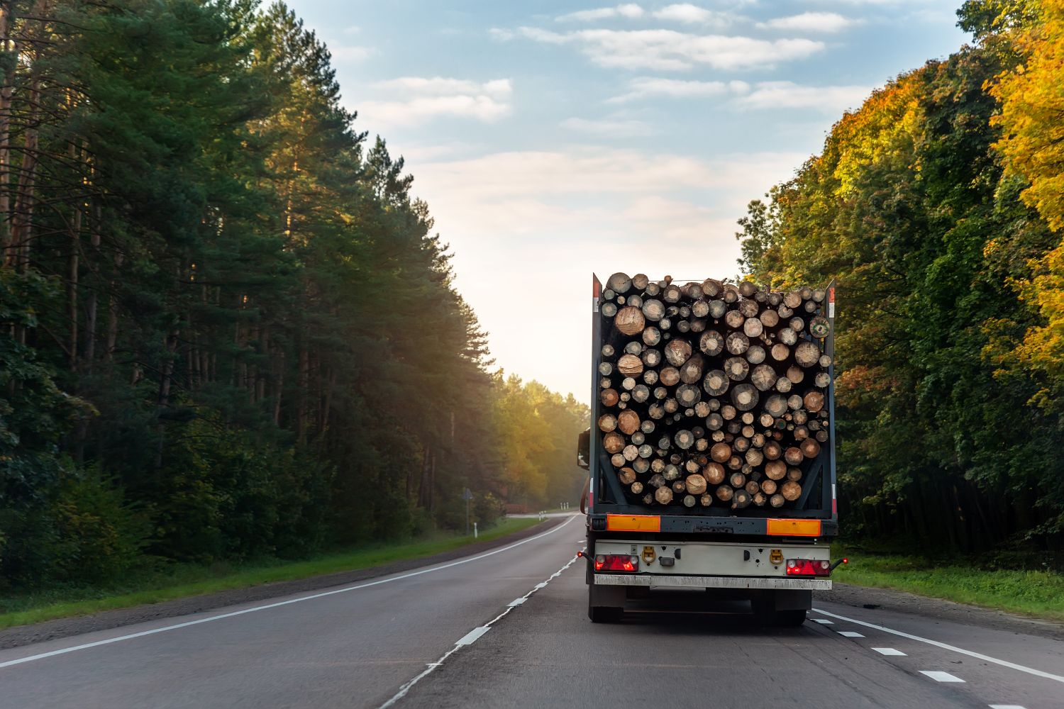 Forestry Infographics