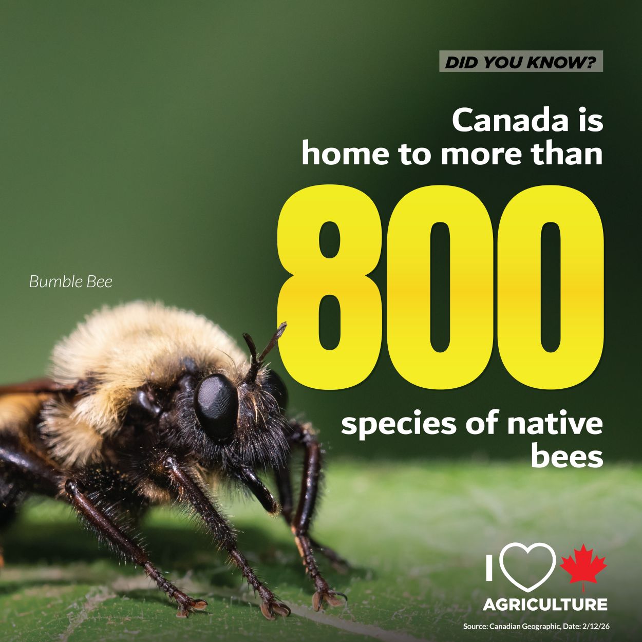 Canada is home to more than 800 native bee species, which help our nation pollinate crops
