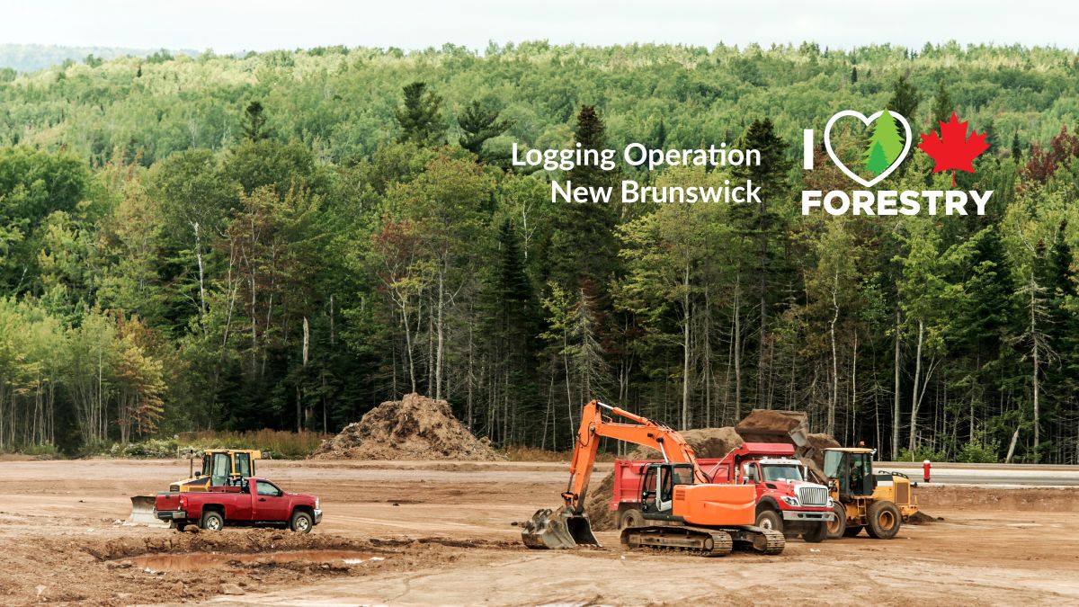 Forestry in New Brunswick: 20 Facts