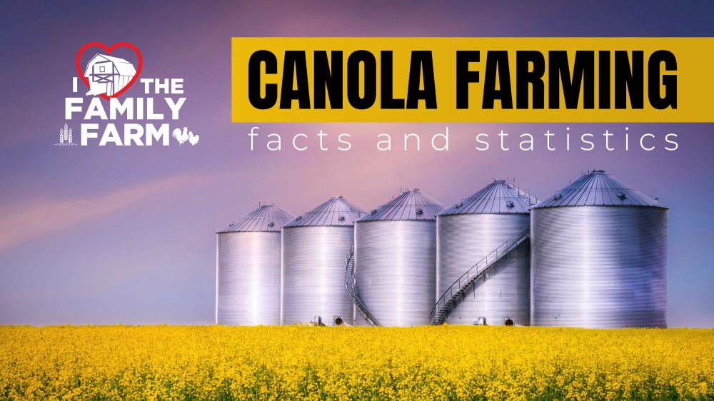 Canola Farming in Canada: 20 Facts & Statistics