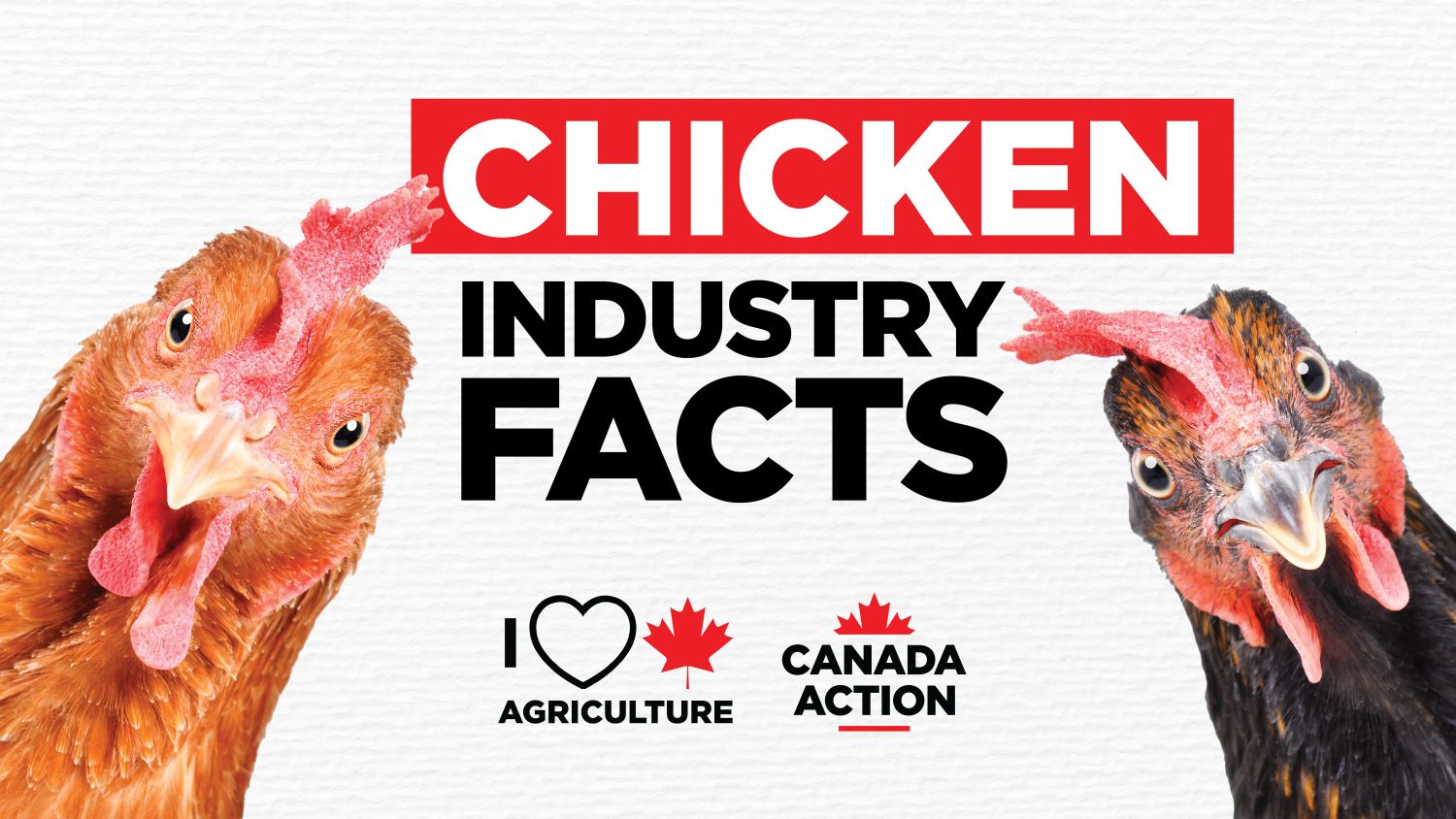 Chicken Farming in Canada: 15 Facts & Statistics