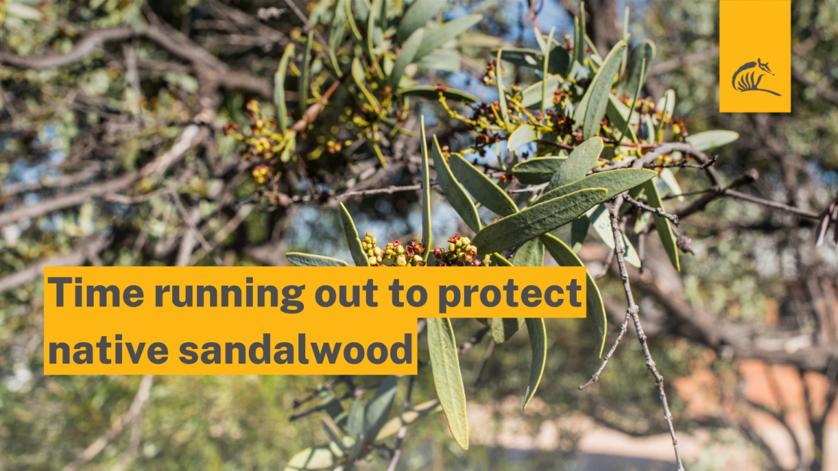 CCWA - cautious welcome for new sandalwood plan, laments six-year delay ...