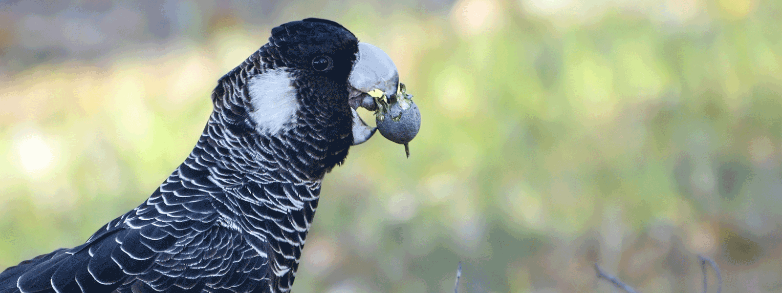 Carnaby’s Black-cockatoos (Zanda latirostris). Photo Melissa Adams