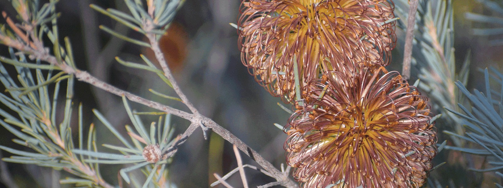 Fox Banksia (Banksia sphaerocarpa). Photo by Melissa Adams