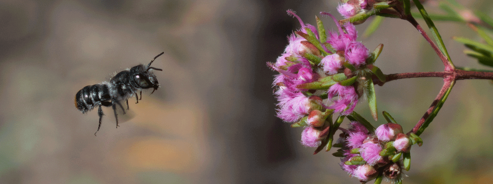 Native Megachile bee approaching the flowers of the Painted Featherflower (Verticordia picta) Photo Melissa Adams.