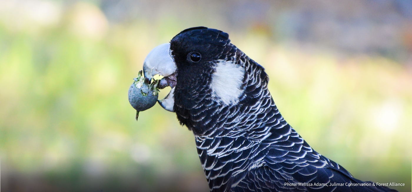 Let's bring cockatoos back from the brink. | Donate to help protect the forests these birds urgently need to survive.