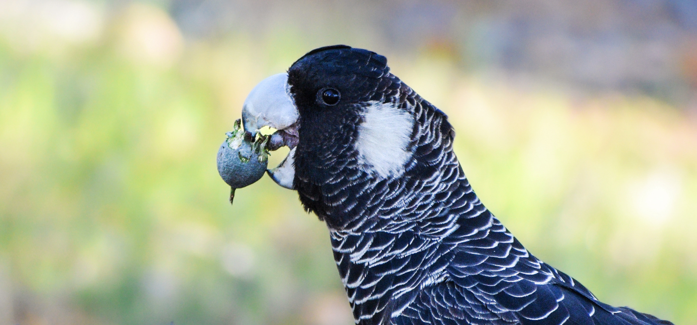 Let's bring cockatoos back from the brink. | Donate to help protect the forests these birds urgently need to survive.