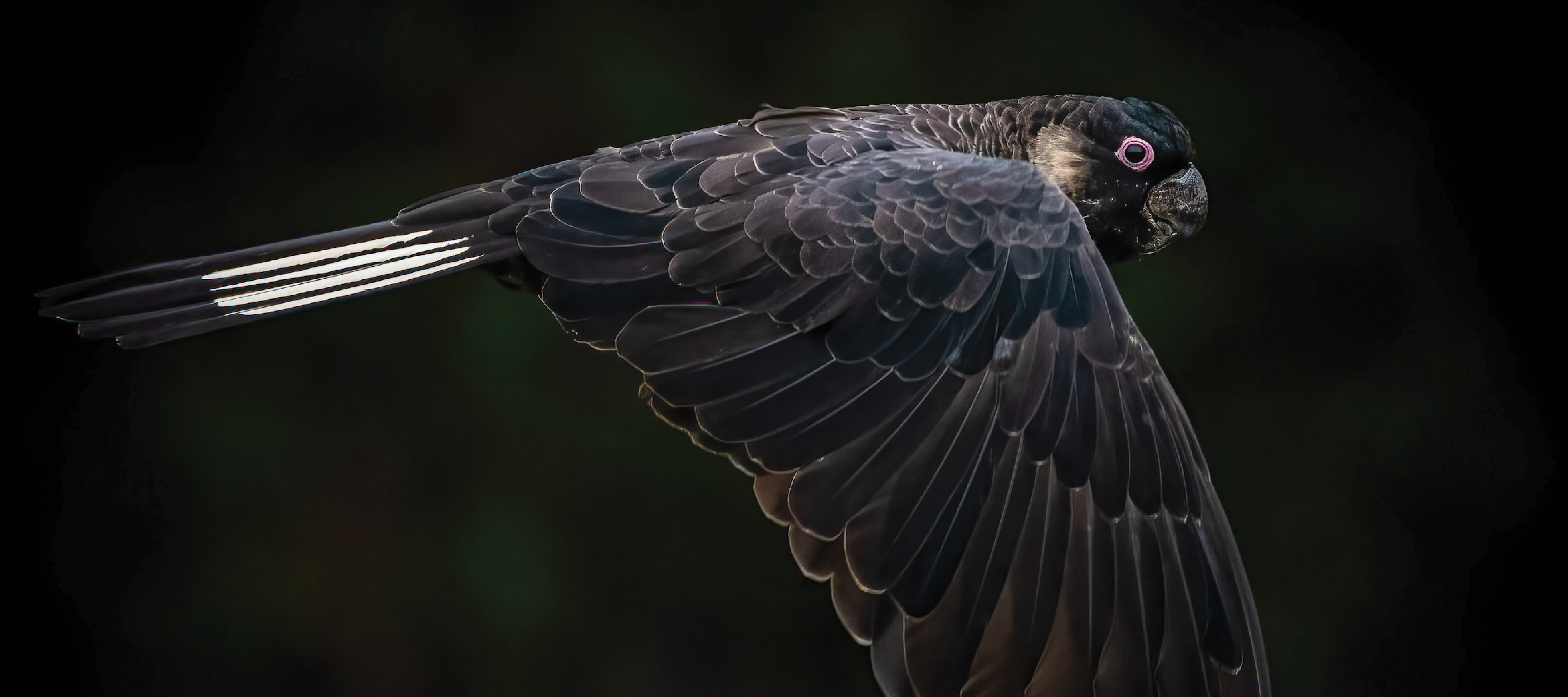 Join the movement to Save the Black Cockatoos