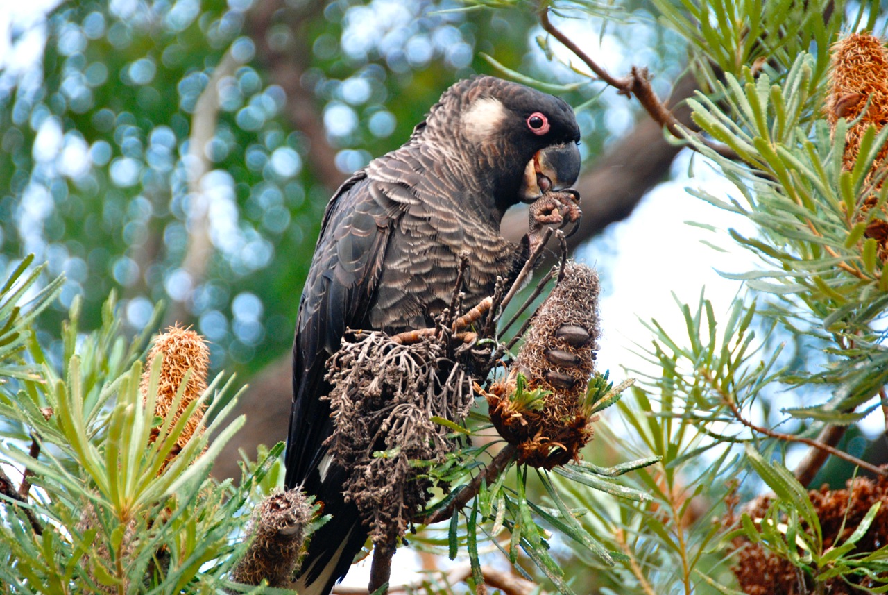 Cockatoo.jpeg