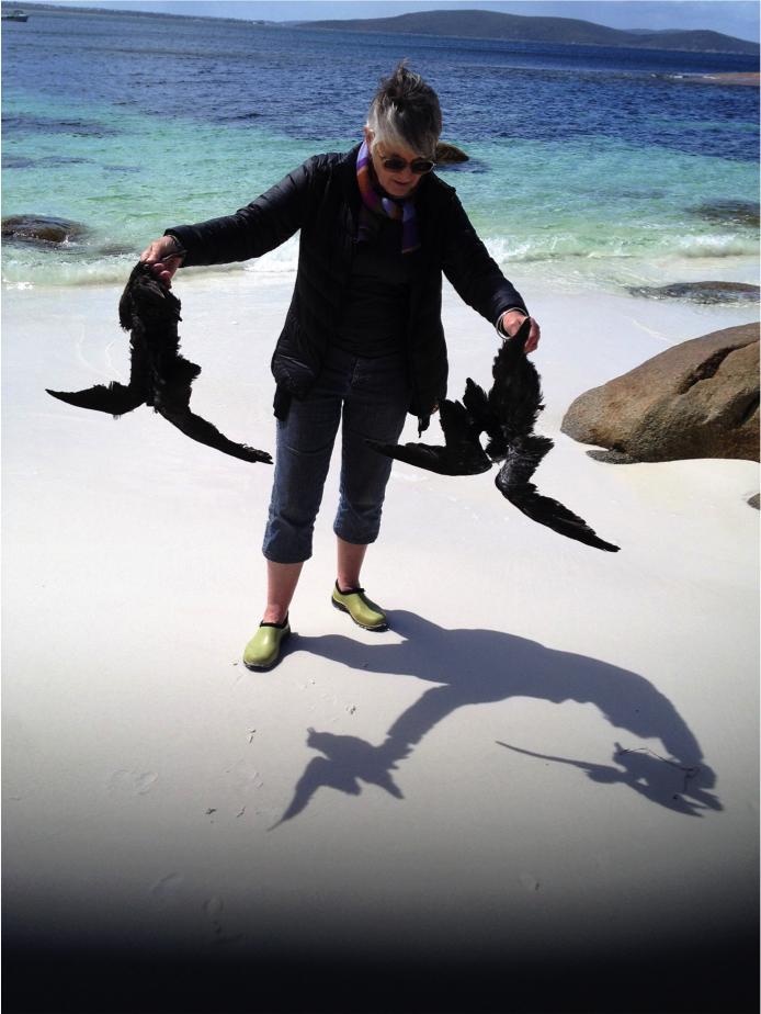 shearwaters_2.png