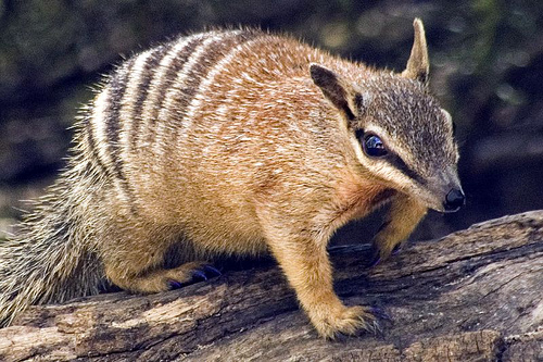 Numbat.jpg