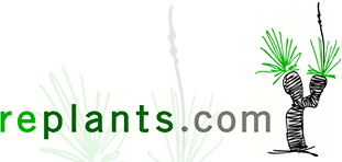 replants