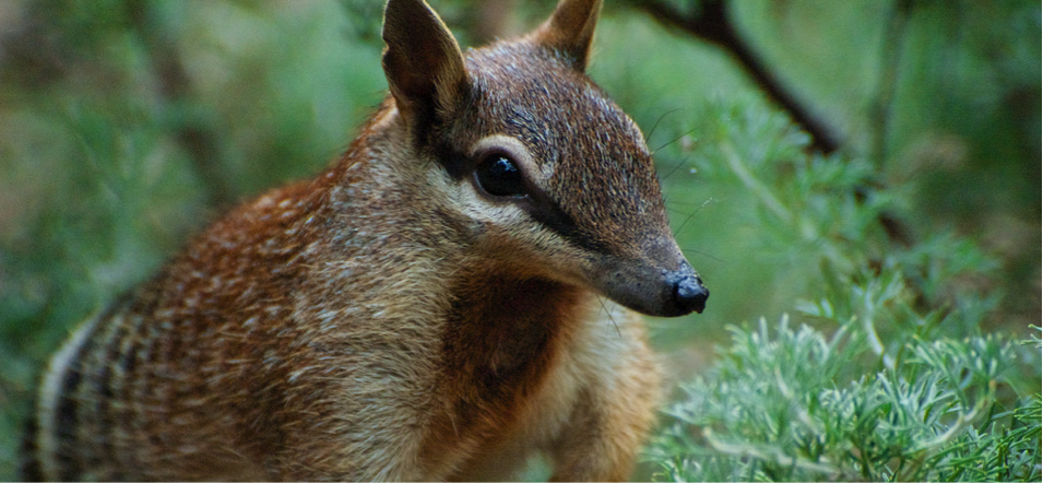 Numbat_front_page.png