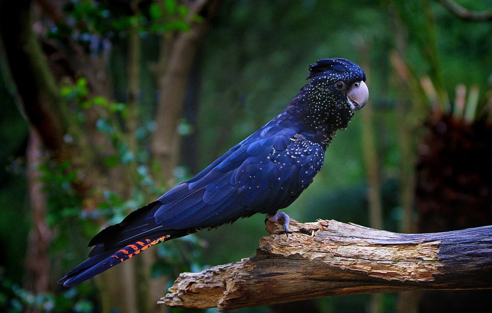 cockatoo-61194_960_720.jpg