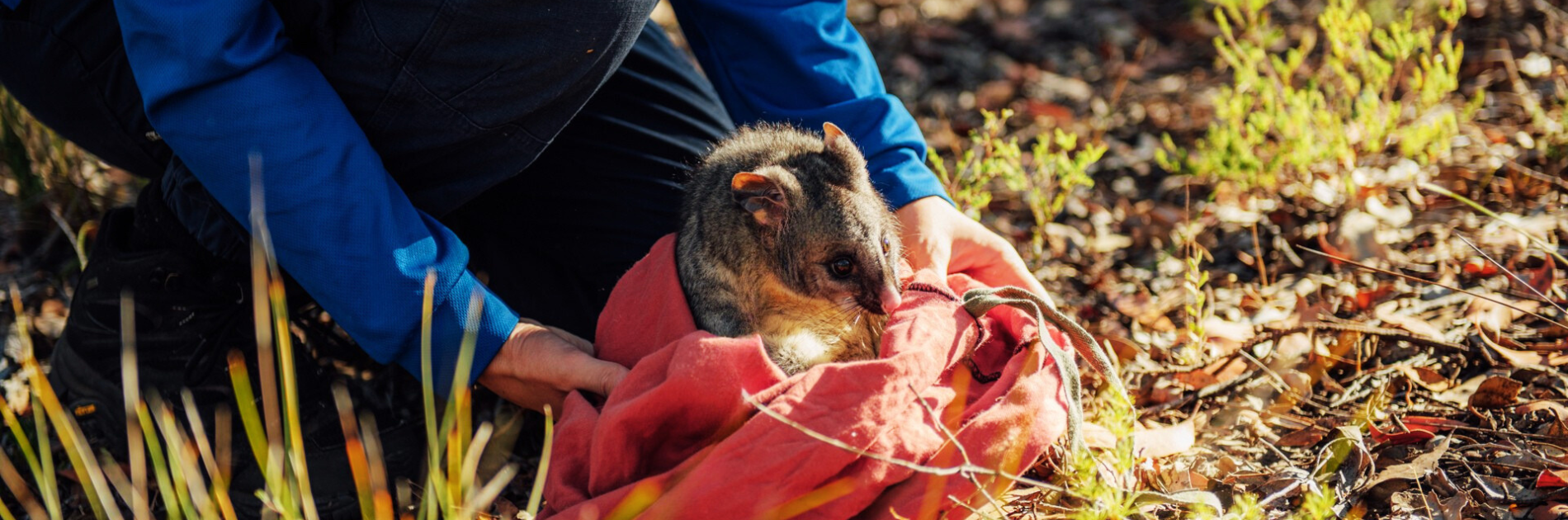 Get hands on with citizen science. | Sign up for updates and opportunities to get involved.
