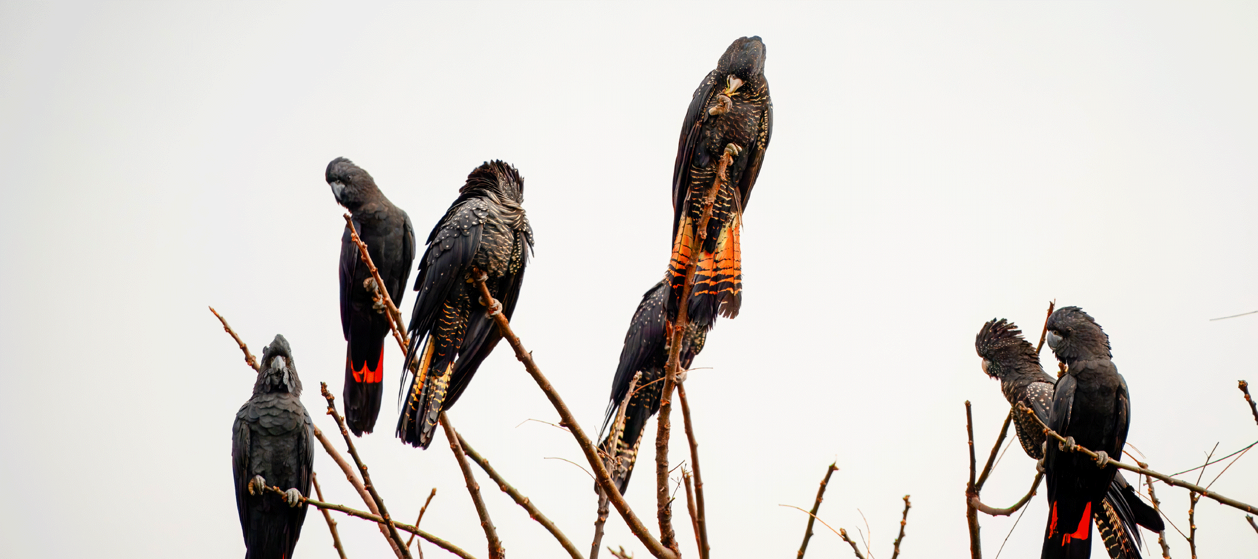 More than 2,200 native plants, animals, and ecological communities are now officially under threat. Without change, many species could disappear in our lifetime