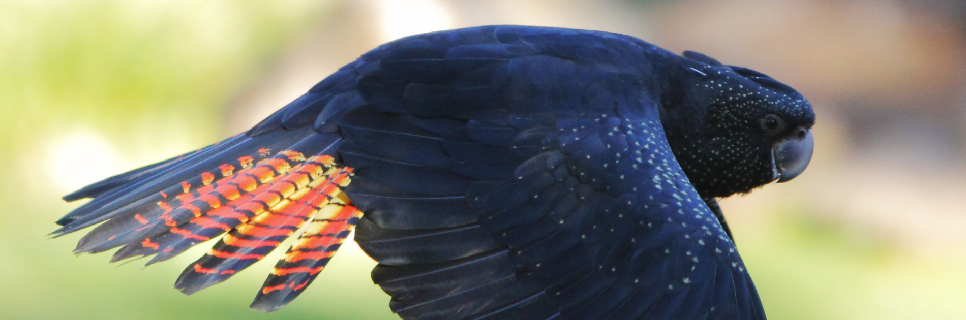 Catch up on the latest environmental news. | Direct from Western Australia's peak conservation body and experts.