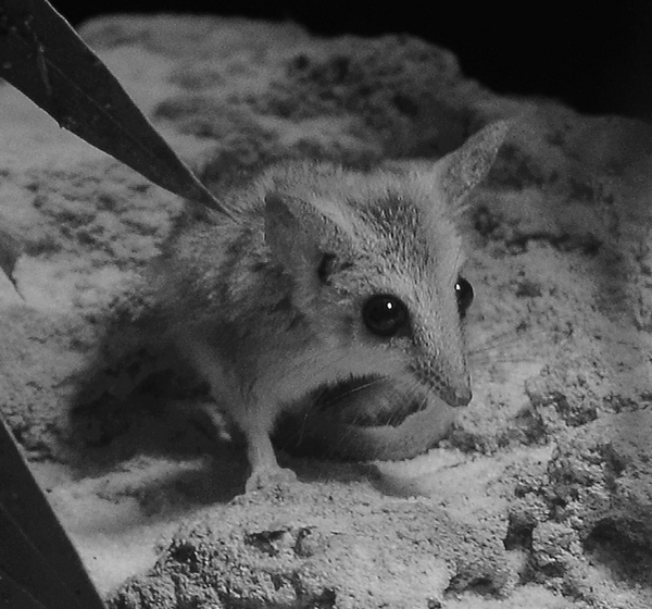 DUNNART.jpg
