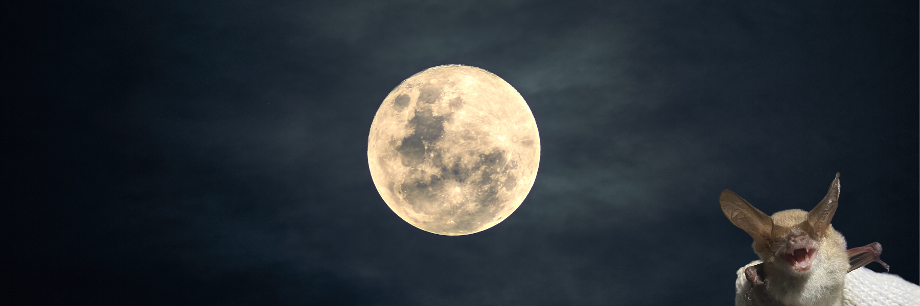 Can you help us fill the knowledge gaps around our WA bats?