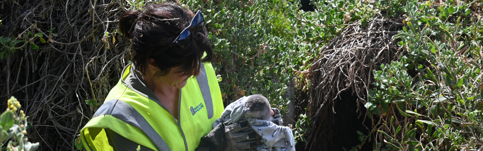 Help us save our little penguins before it's too late!
