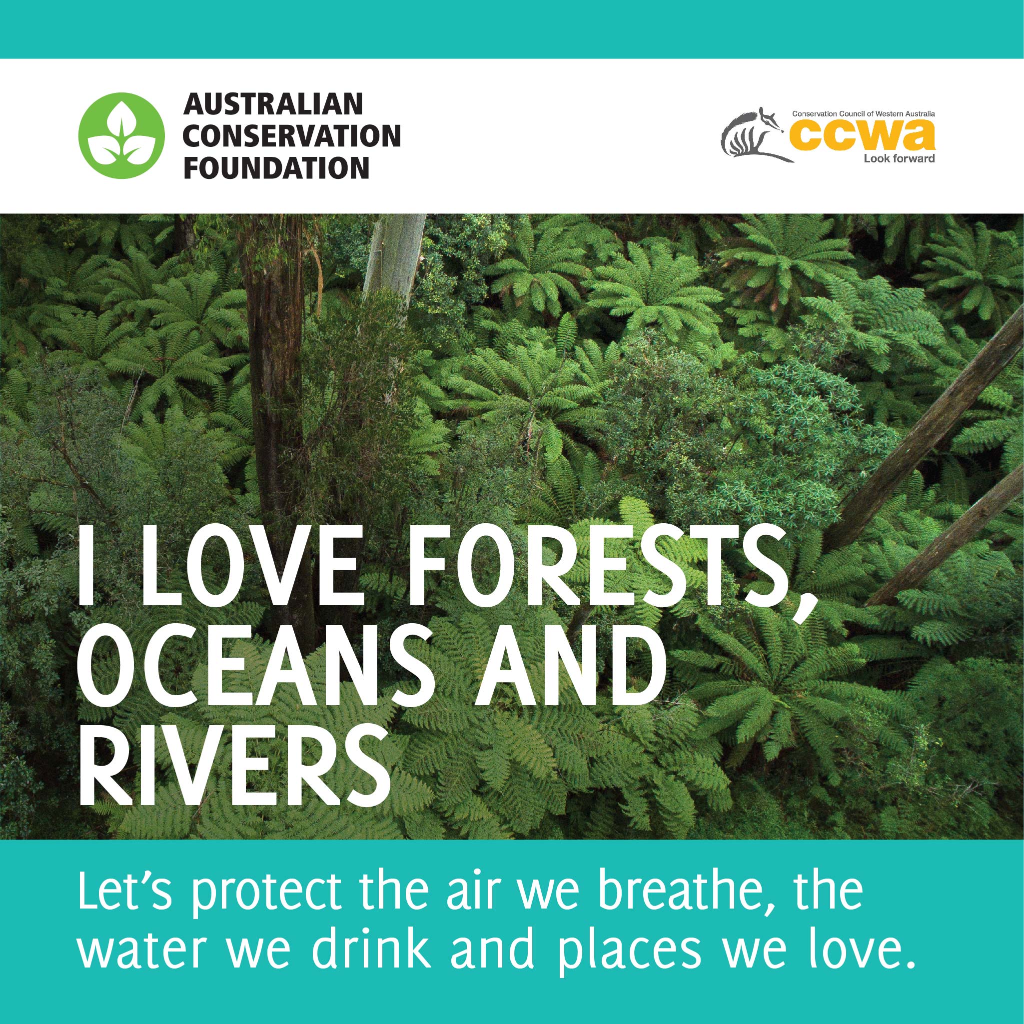 ACF_Election_shareable_2048_x_2048_px_CCWA-FOREST.jpg