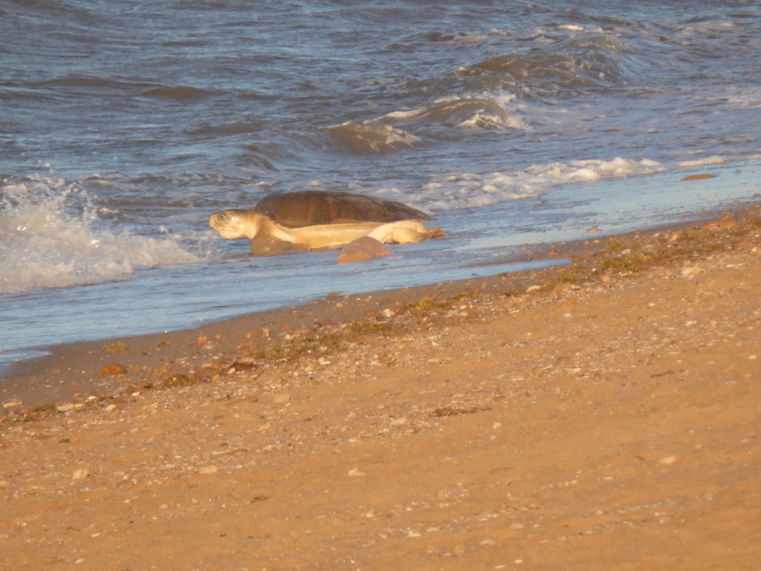 flatback_turtle_pt_hedland_(2).JPG