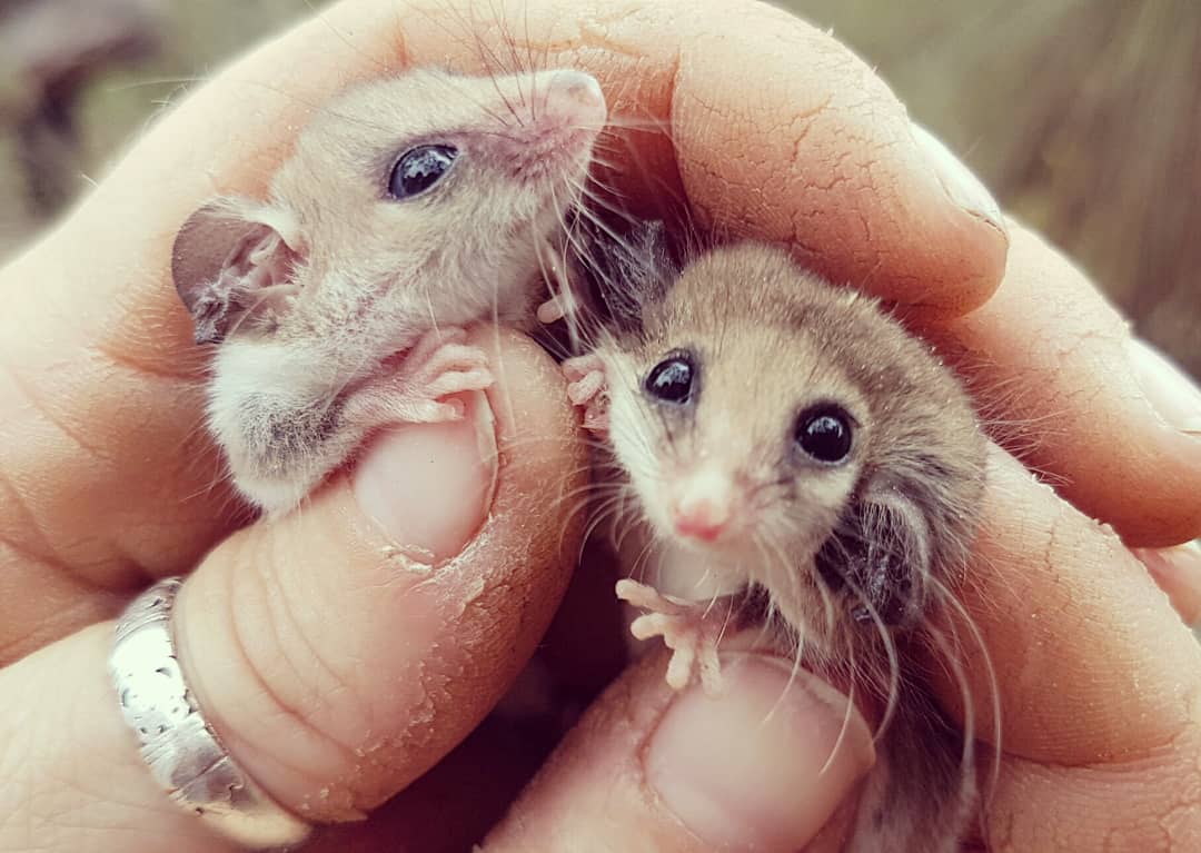 Pygmy_possum2.jpg