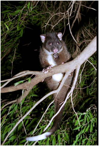 Possum.png