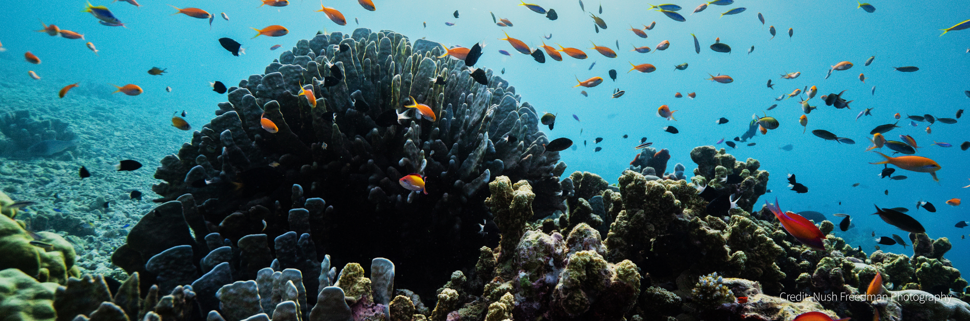 Learn More | Watch the trailer for Corals' Last Stand, a documentary by WA filmmaker Jane Hammond, featuring Tim Winton and John Butler.