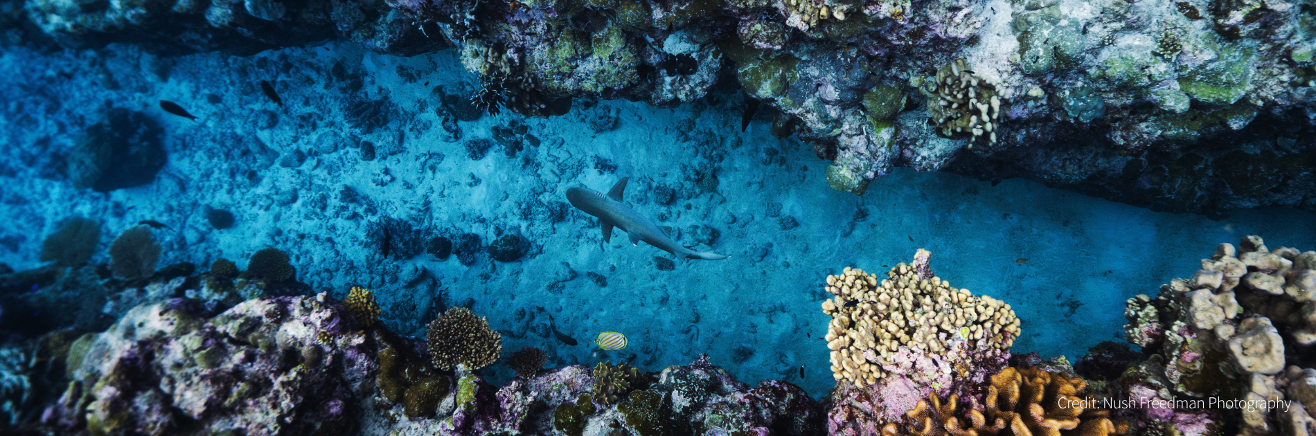 The future of Scott Reef is in our hands. Donate to protect it.