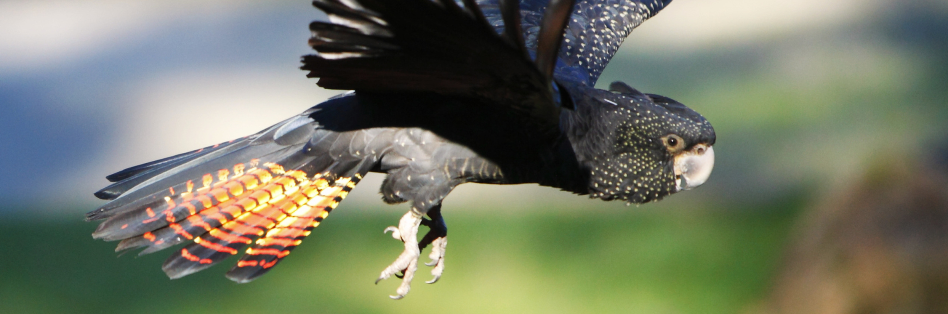 Help shape the future with your regular gift. | Together, we can protect the people and places we all love.