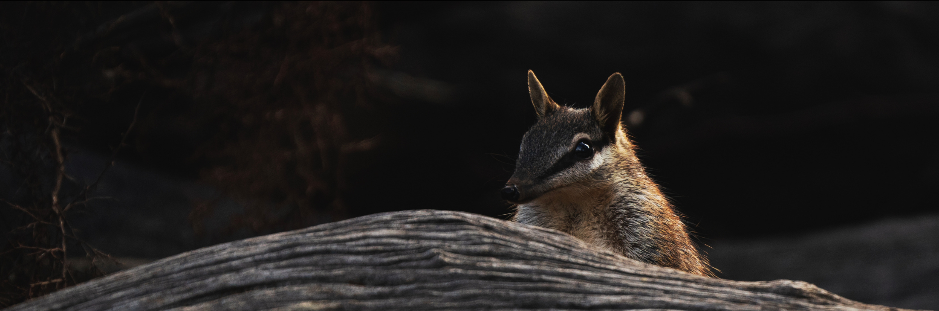 Find out more. | Watch the Browned Off trailer by WA filmmaker Jane Hammond.