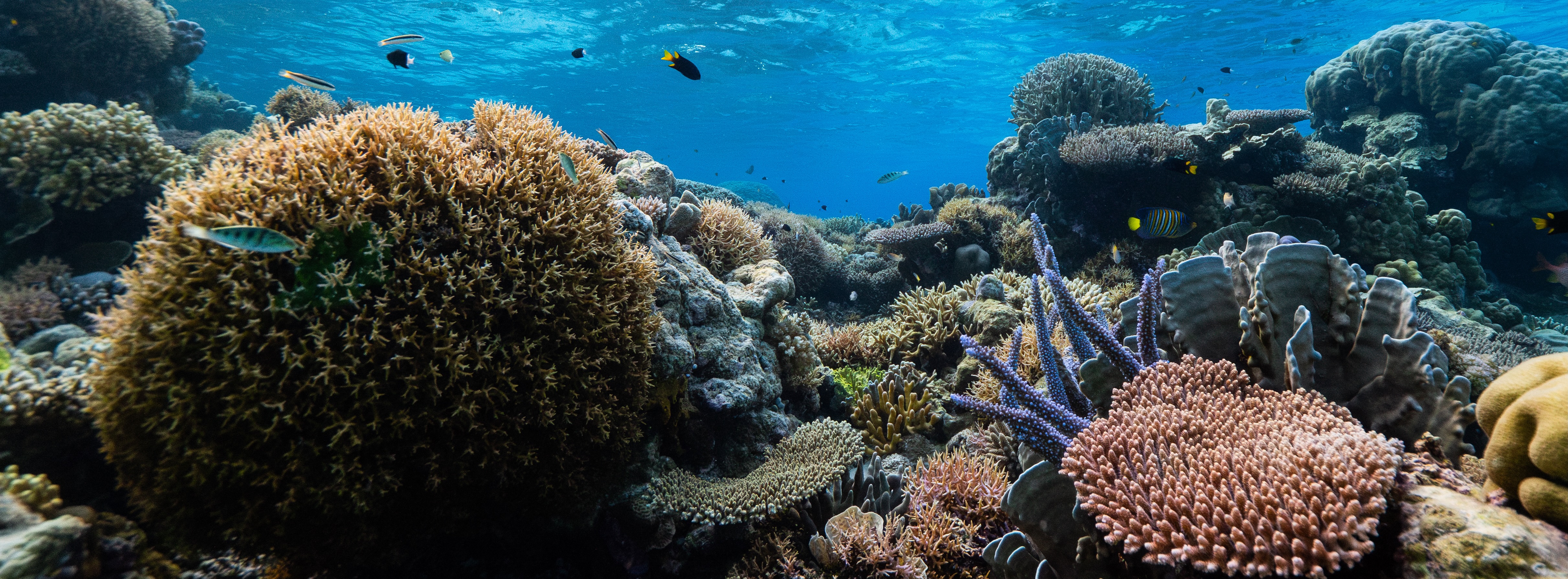 Save Coral Reefs from Woodside