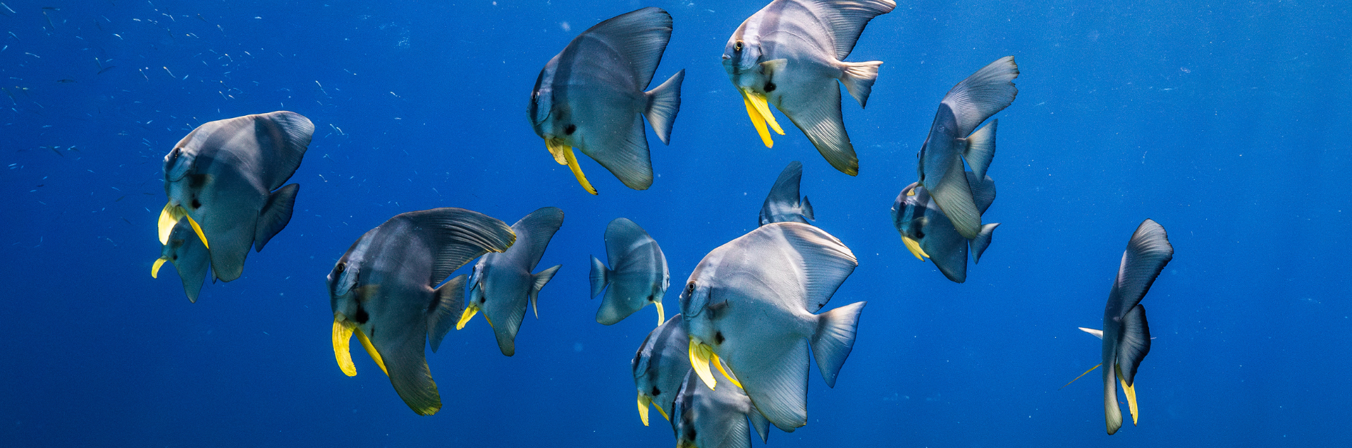 The next six months are crucial in the fight to Save Scott Reef. Let's work together.
