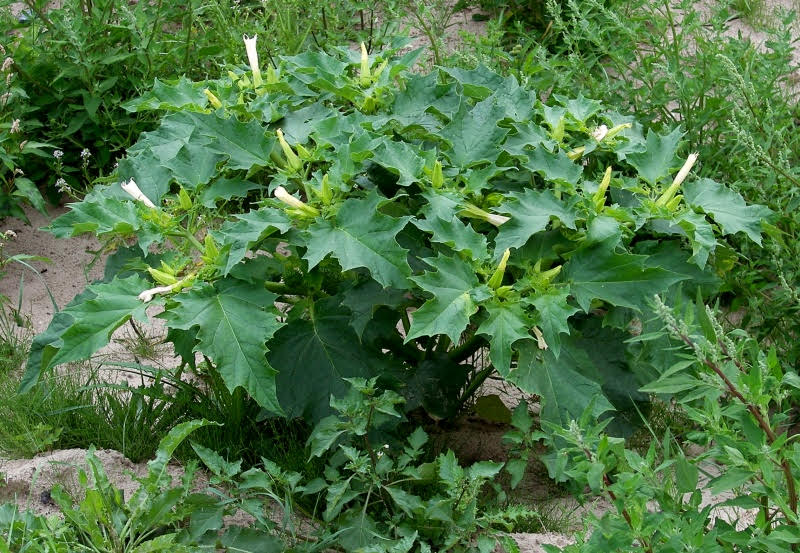 Bloem doornappel
