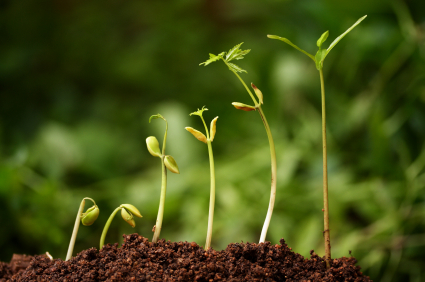 Growing-Plant.jpg