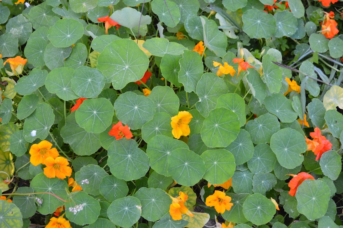 Conférence Hubert Lassus-Pigat