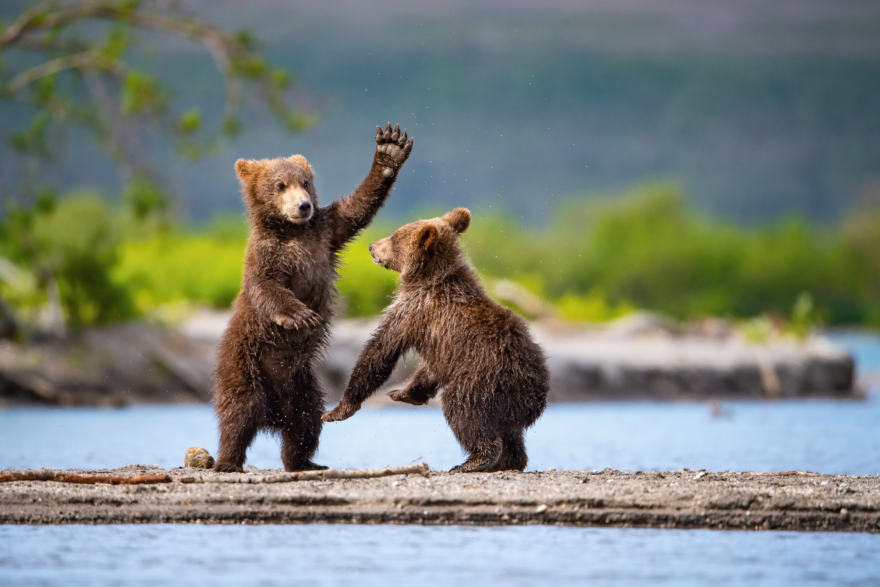 Two young bears beside the water, one raising its paw
