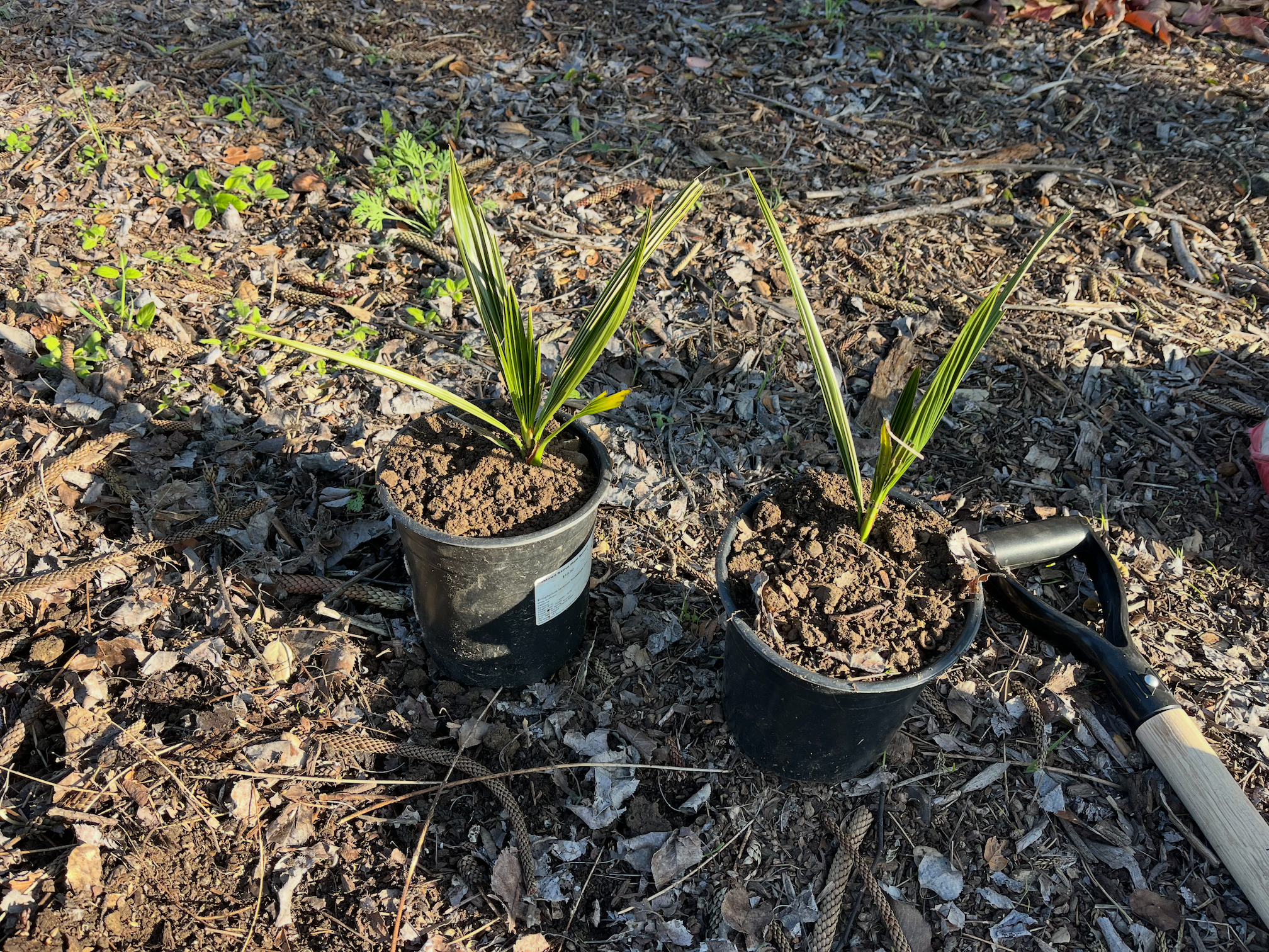 Date Palms
