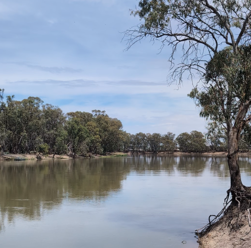 MEDIA RELEASE River Murray Critically Endangered 
