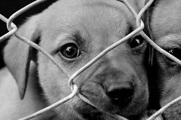 Puppy_Mill.jpg