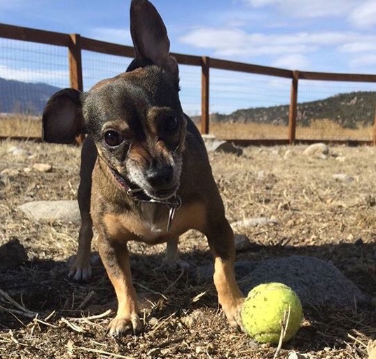 Dog_ball_fb.jpeg