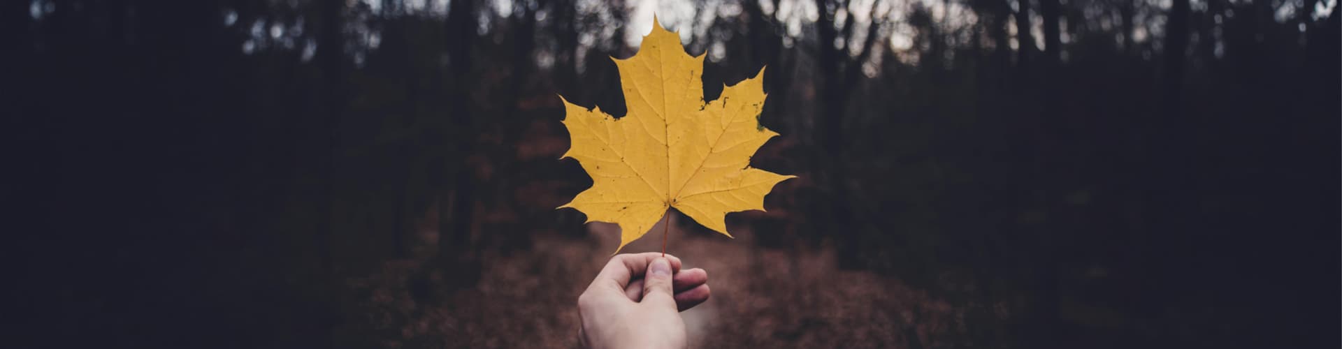 Person holding maple leaf in a park