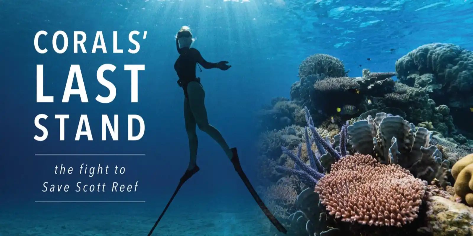 Corals' Last Stand - the fight to Save Scott Reef