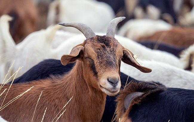 Img Alt: The goat grazing program has returned to Nose Hill Park for 2026. (City of Calgary)