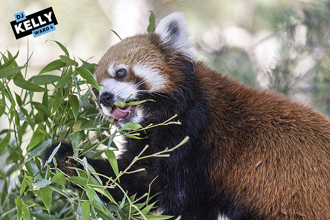 Img Alt: A red panda eats some shoots at the brand new red panda enclosure at the Asian Highlands at the Wilder Institute/Calgary Zoo on July 15, 2026. (Aryn Toombs / Ward 4)