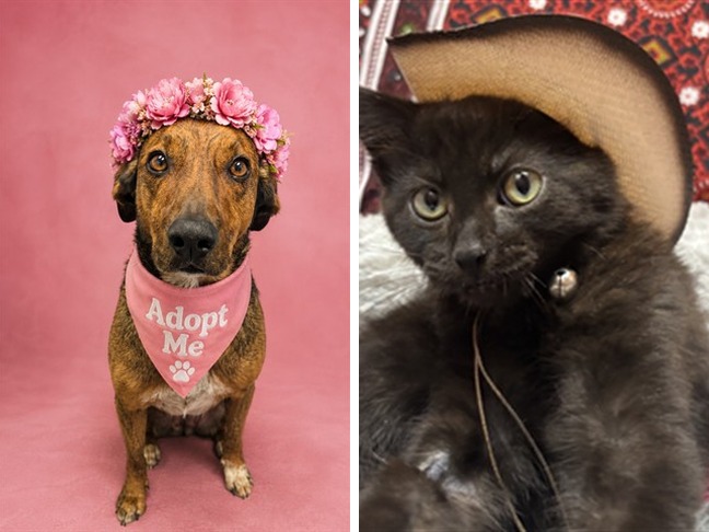 Img alt: Dash and Nakoa are animals available to be adopted through the City of Calgary's Animal Services. (City of Calgary)