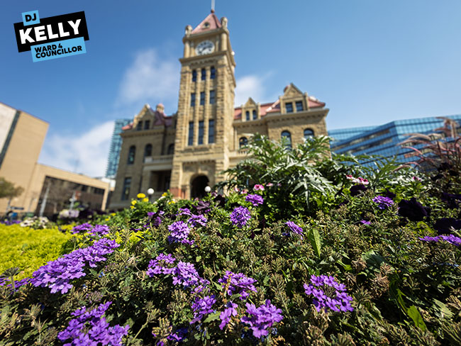 Img Alt: Flowers bloom outside of Calgary City Hall on Friday, August 28. (Aryn Toombs / Ward 4)