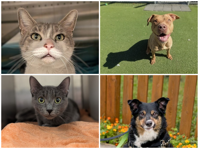 Img alt: Dolly, Darla, Grace and Charlie are animals available to be adopted through the City of Calgary's Animal Services. (City of Calgary)